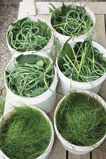 The process of brewing nutrient-rich teas for the holistic orchard requires little more than brewing buckets for each herb.